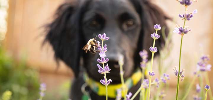 Pets and Bee Stings: How to Keep Them Safe 