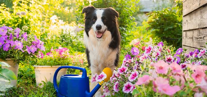 Spring Pet Health Checks: Essential for Wellness